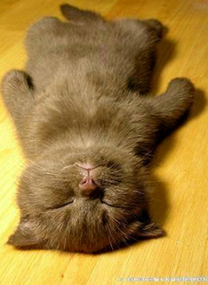 Smiling … sweet kitty. I want to relax like that!