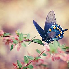butterfly - blue on ping